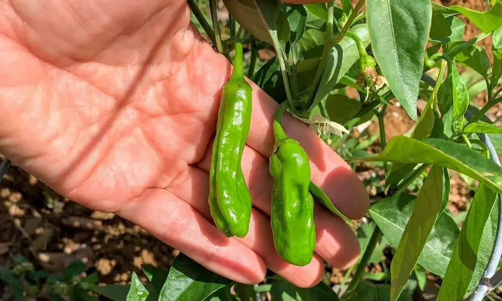 shishito peppers health benefits